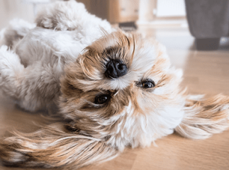 vaccin du chien